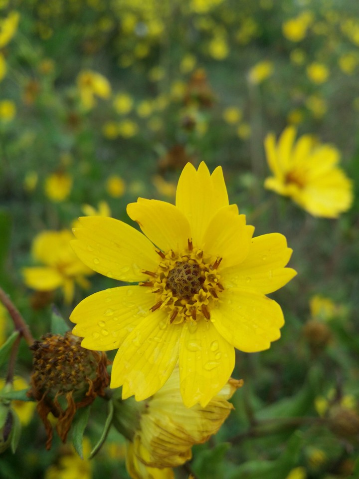 Honey Flower
