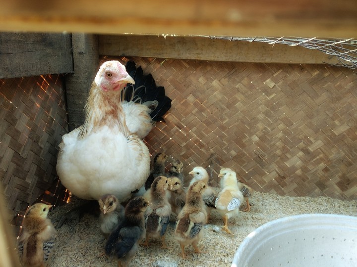 chicks 