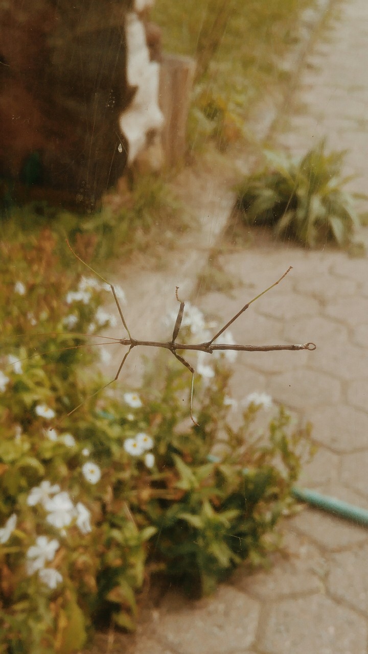 Stick Bug