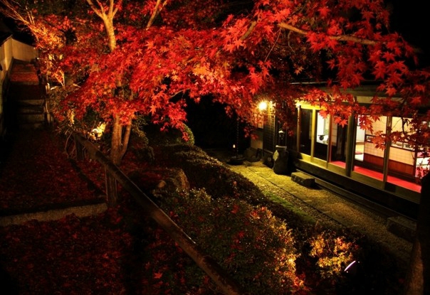 crimson maple foliage of autumn