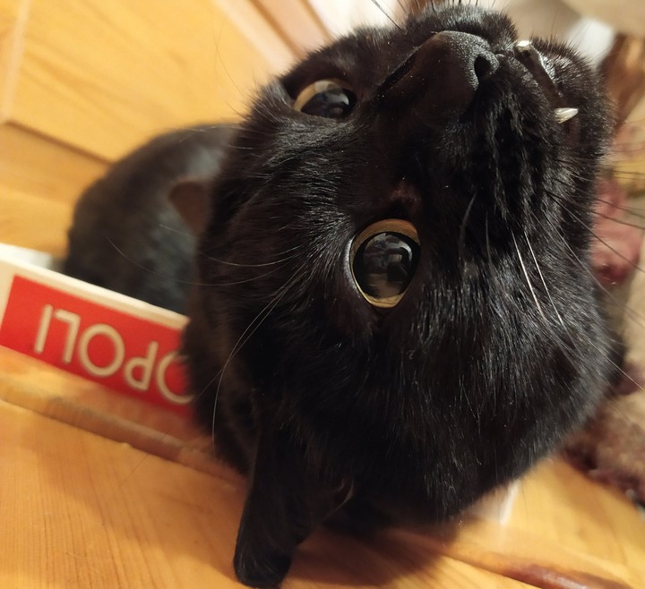 the cat is in the box