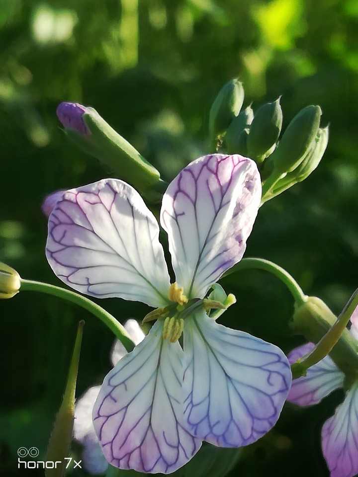 Purple flower