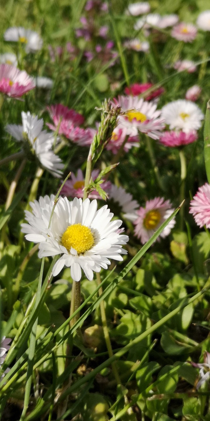 Gänseblümchen