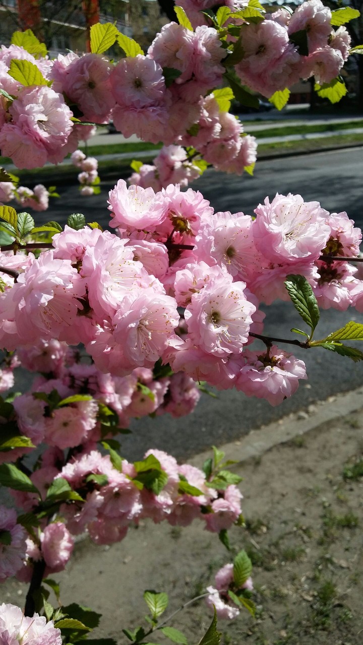 Pink flowers