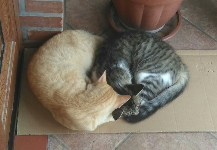 Due cuori e una capanna 