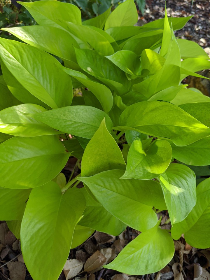 Neon Pothos 3