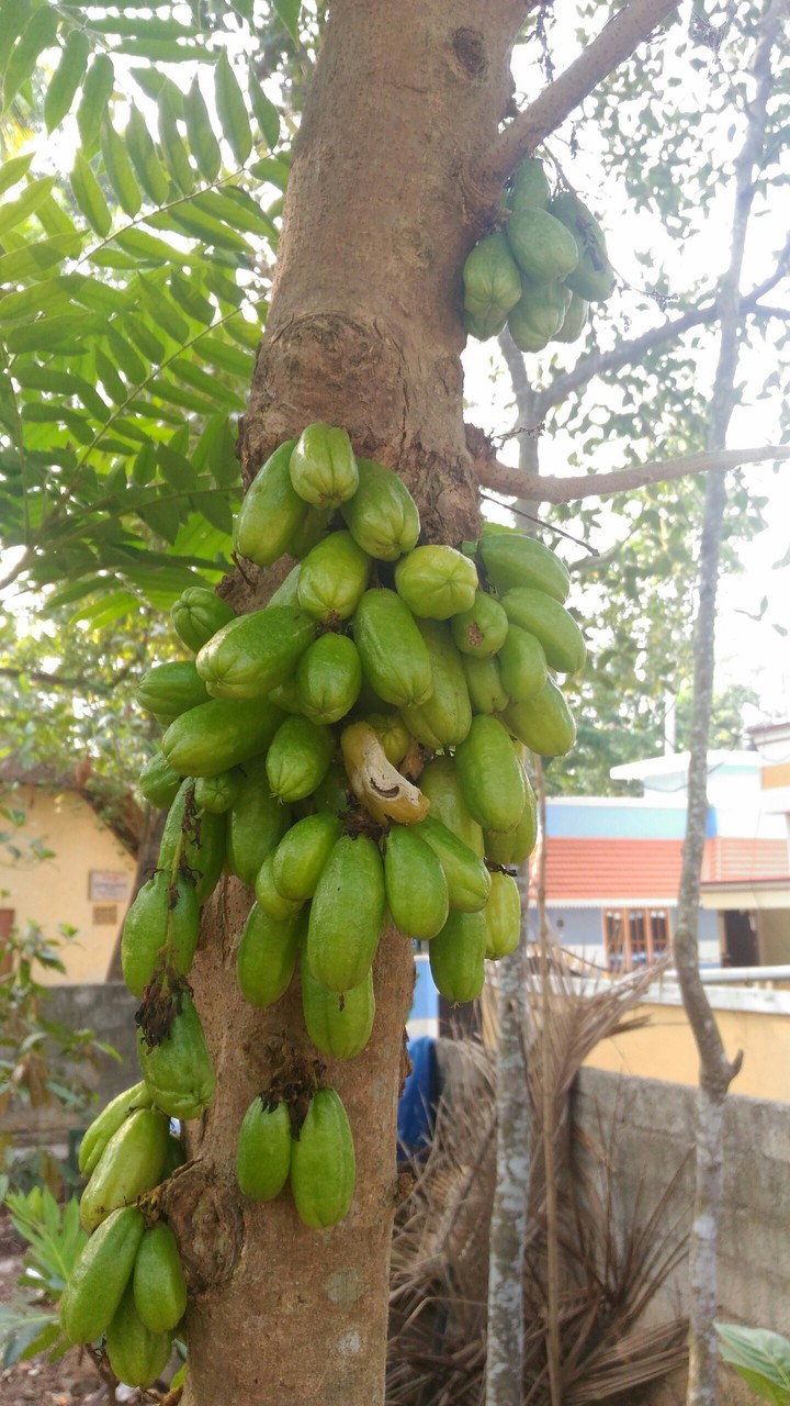 the. fruitss
