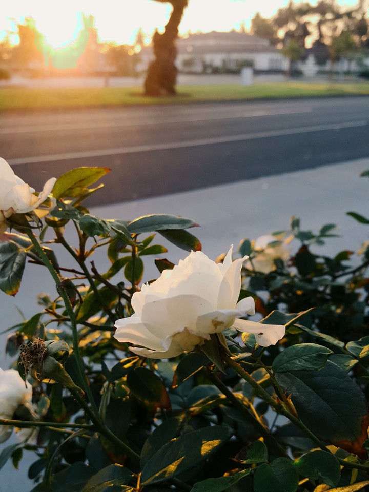 white rose
