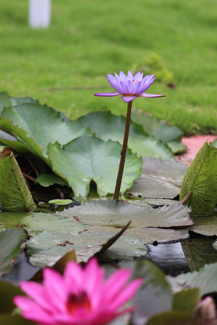 violet lotus