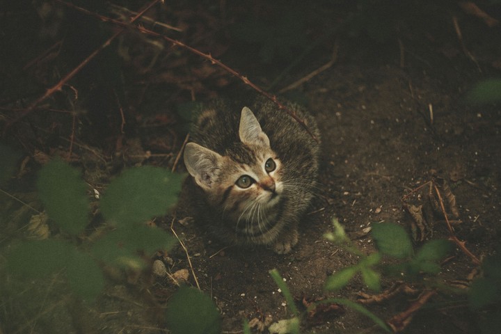 Little kitty