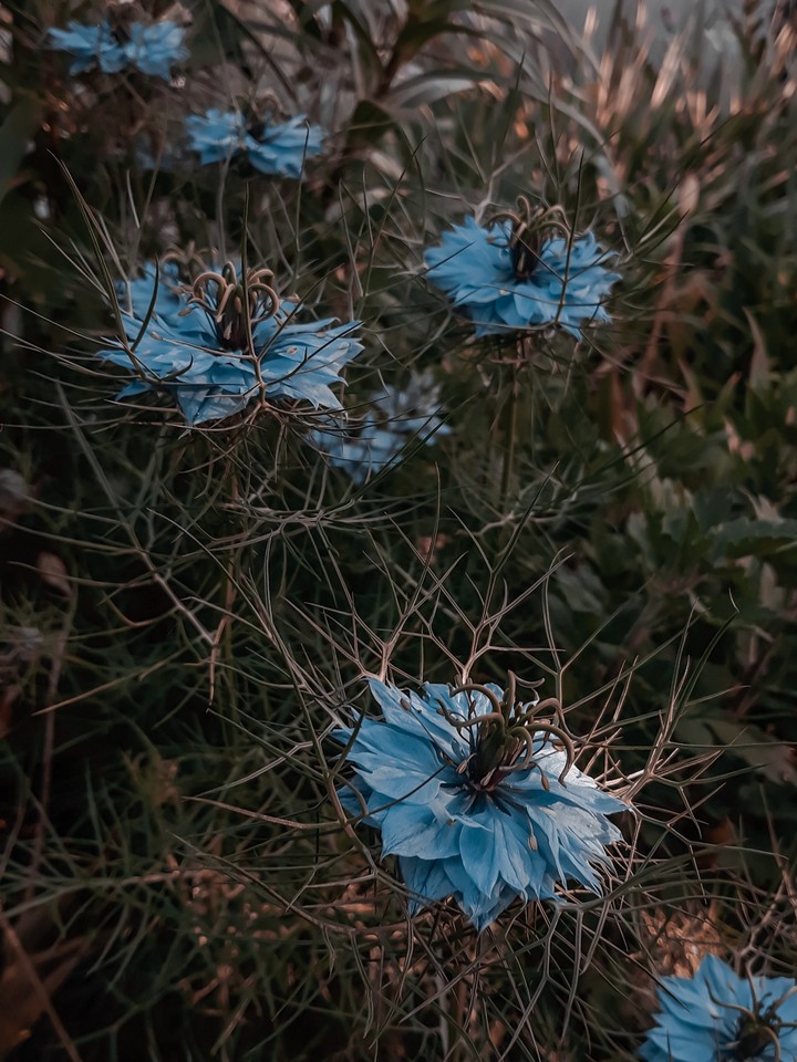 flowers