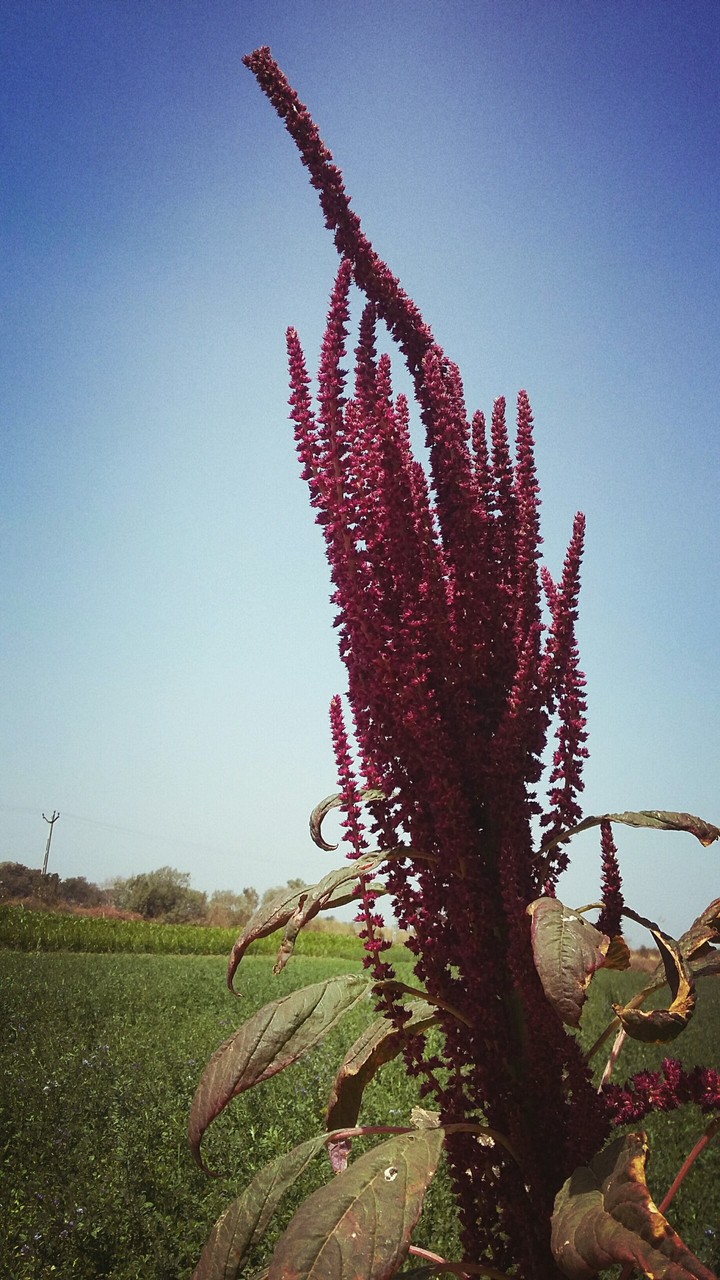 flower