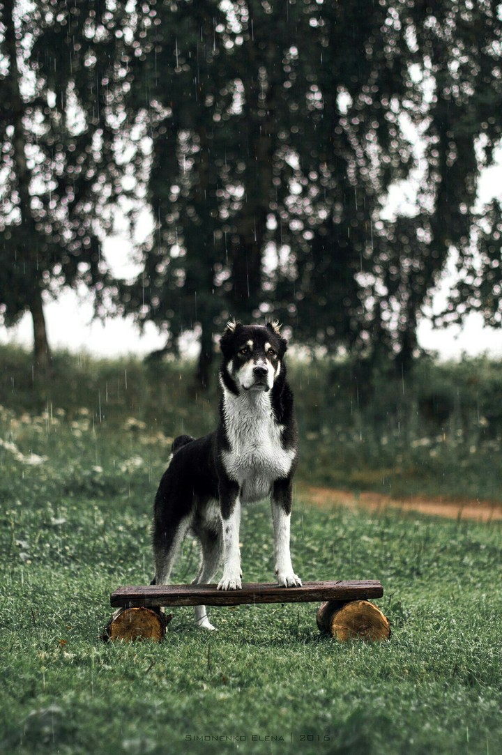 Животные. Собака