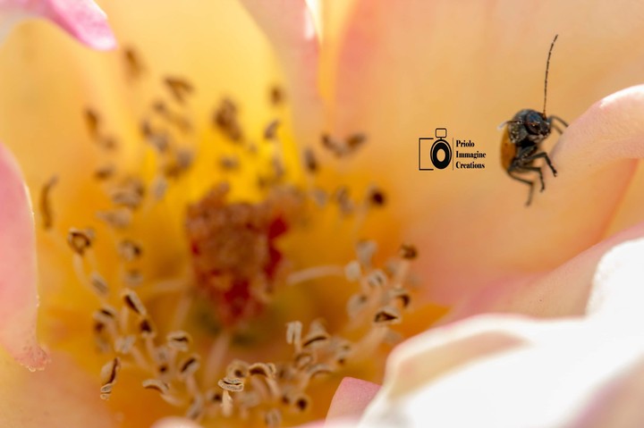 My first best macro