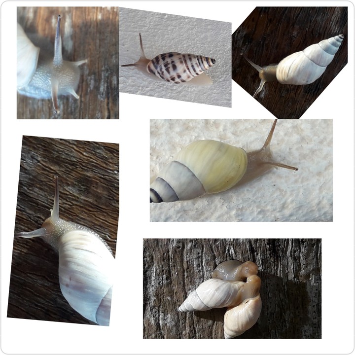 Caracolas??