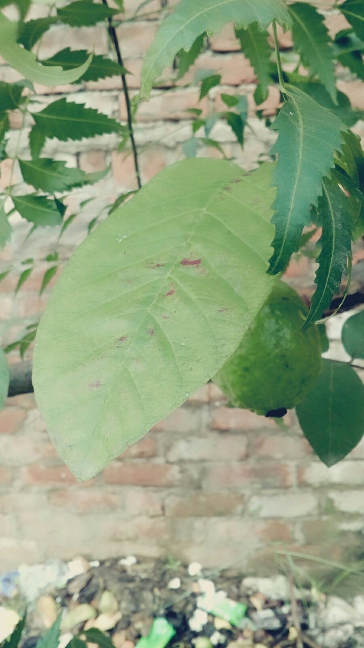 Guava hiding behind its leave