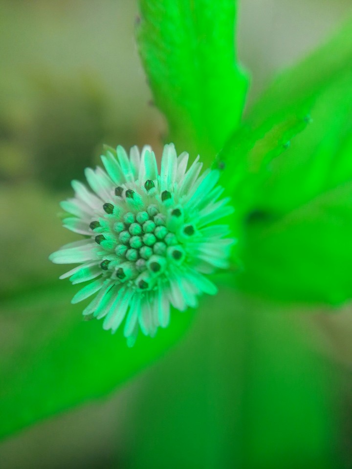 mobile photography