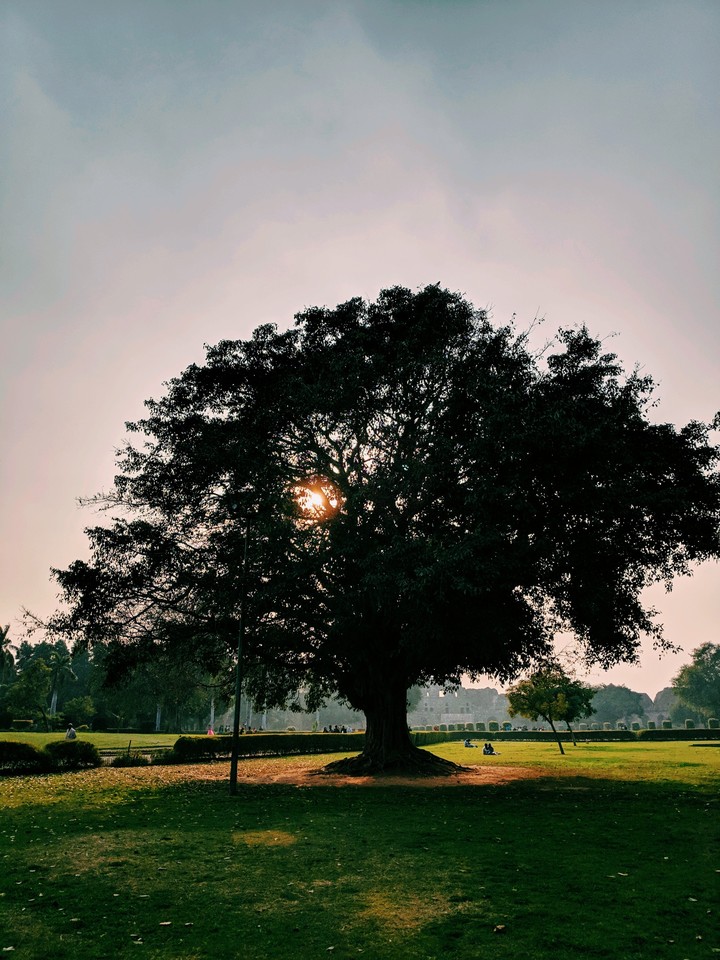 #tree#purana quila#sunlight