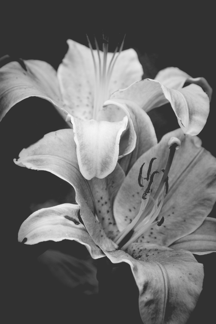 Lily black