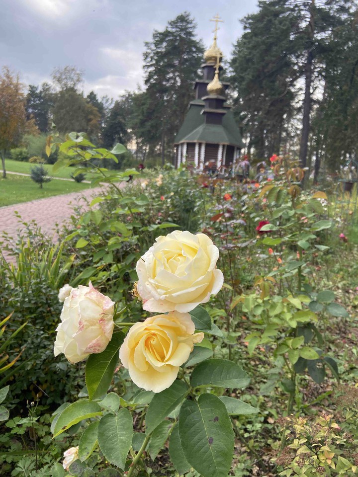 roses