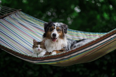 snout, Hammock háttérképek