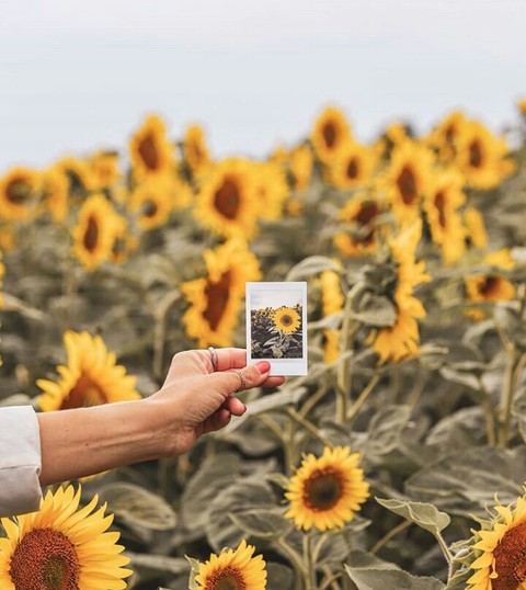 sfondi plant, field