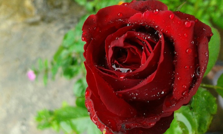 Rose