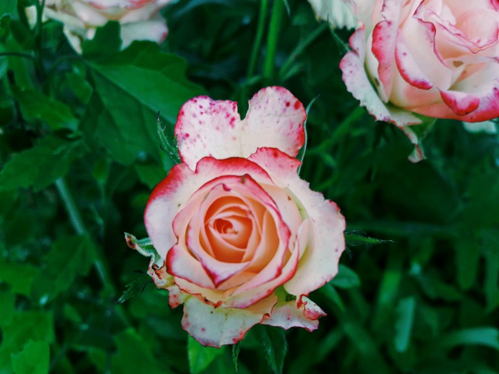 rose