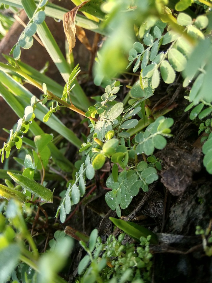 green green !! click by me