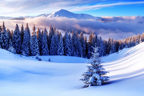 White Winter