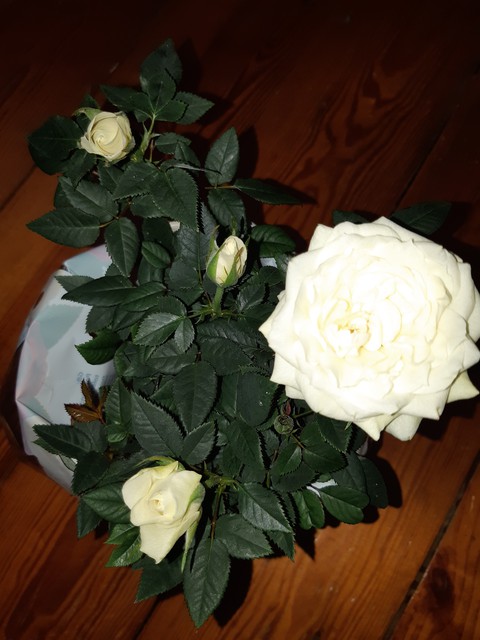 белая роза - the white rose