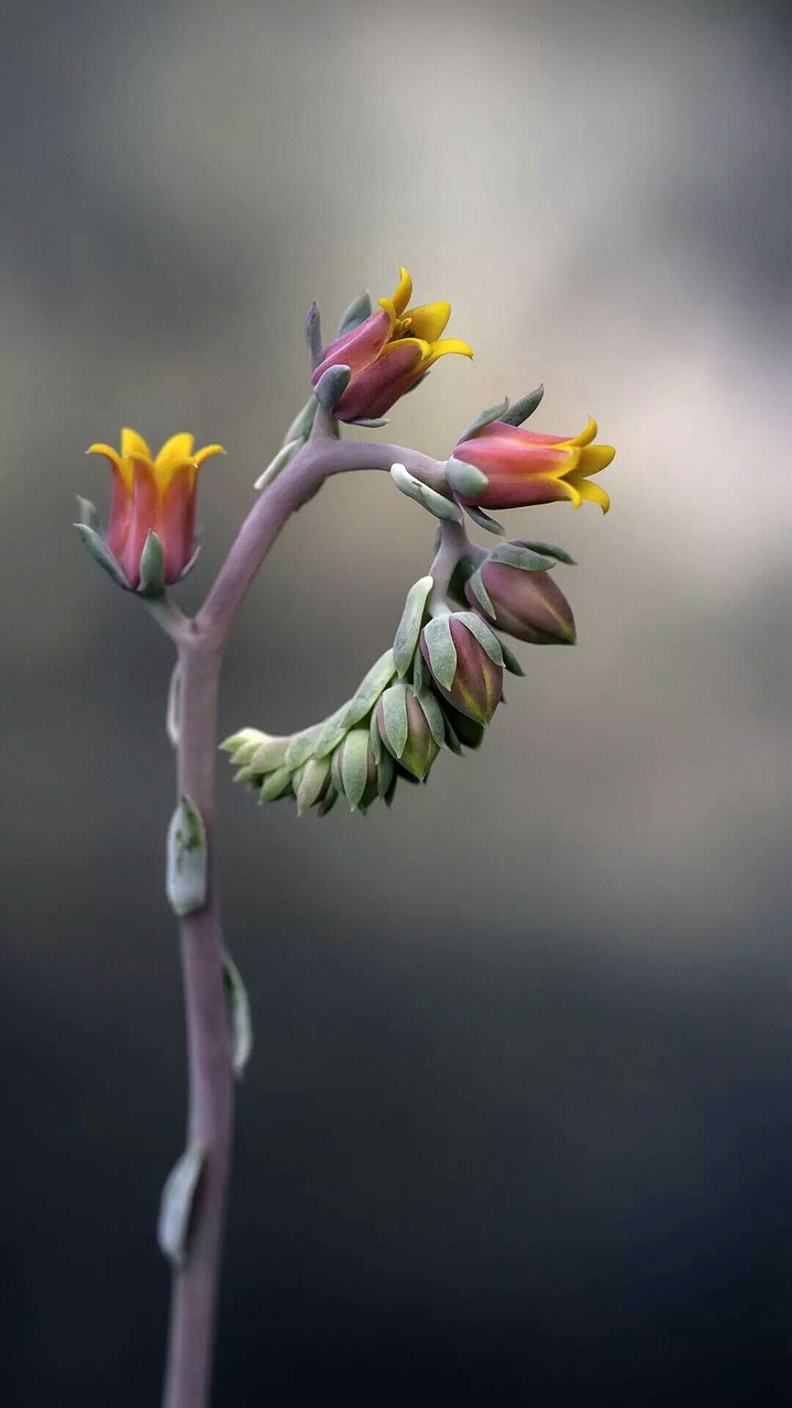 Tiny