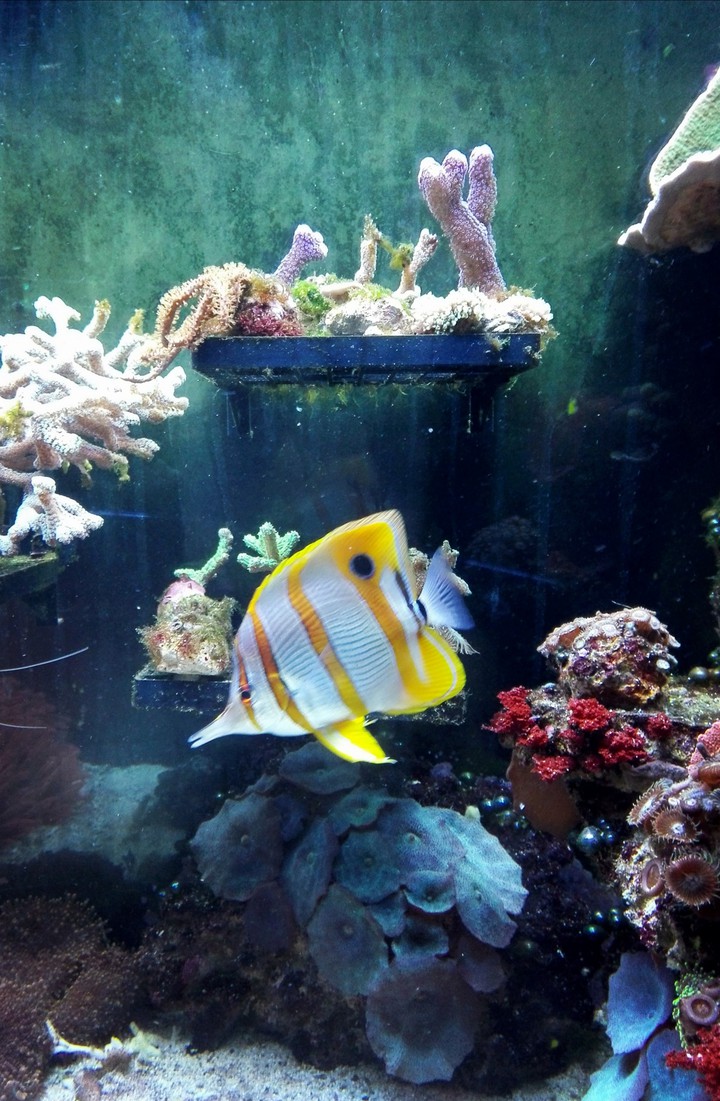Fish life