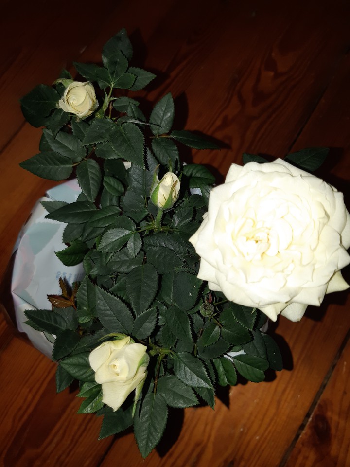 белая роза - the white rose