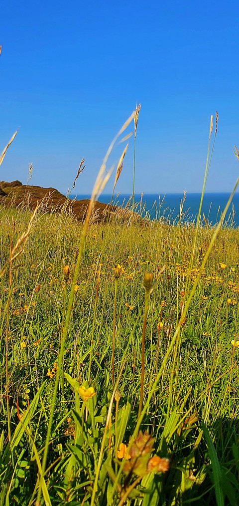 Meadow on the way to Beachy Head