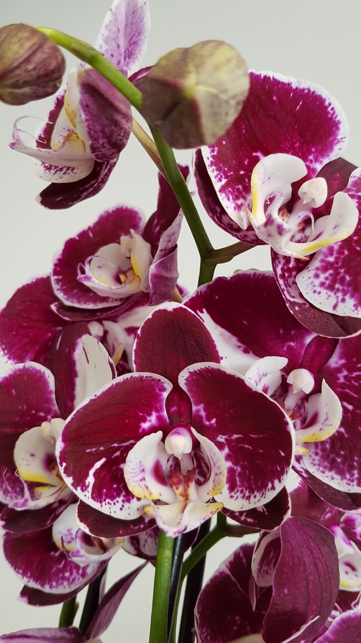 orchidea