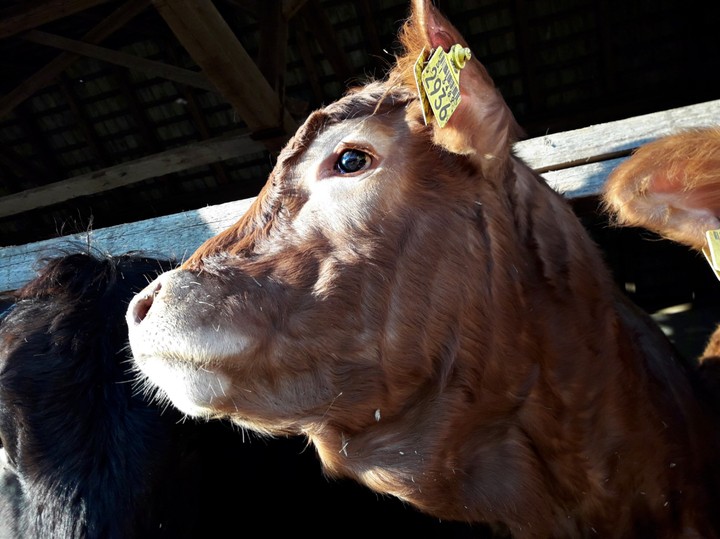 cattle