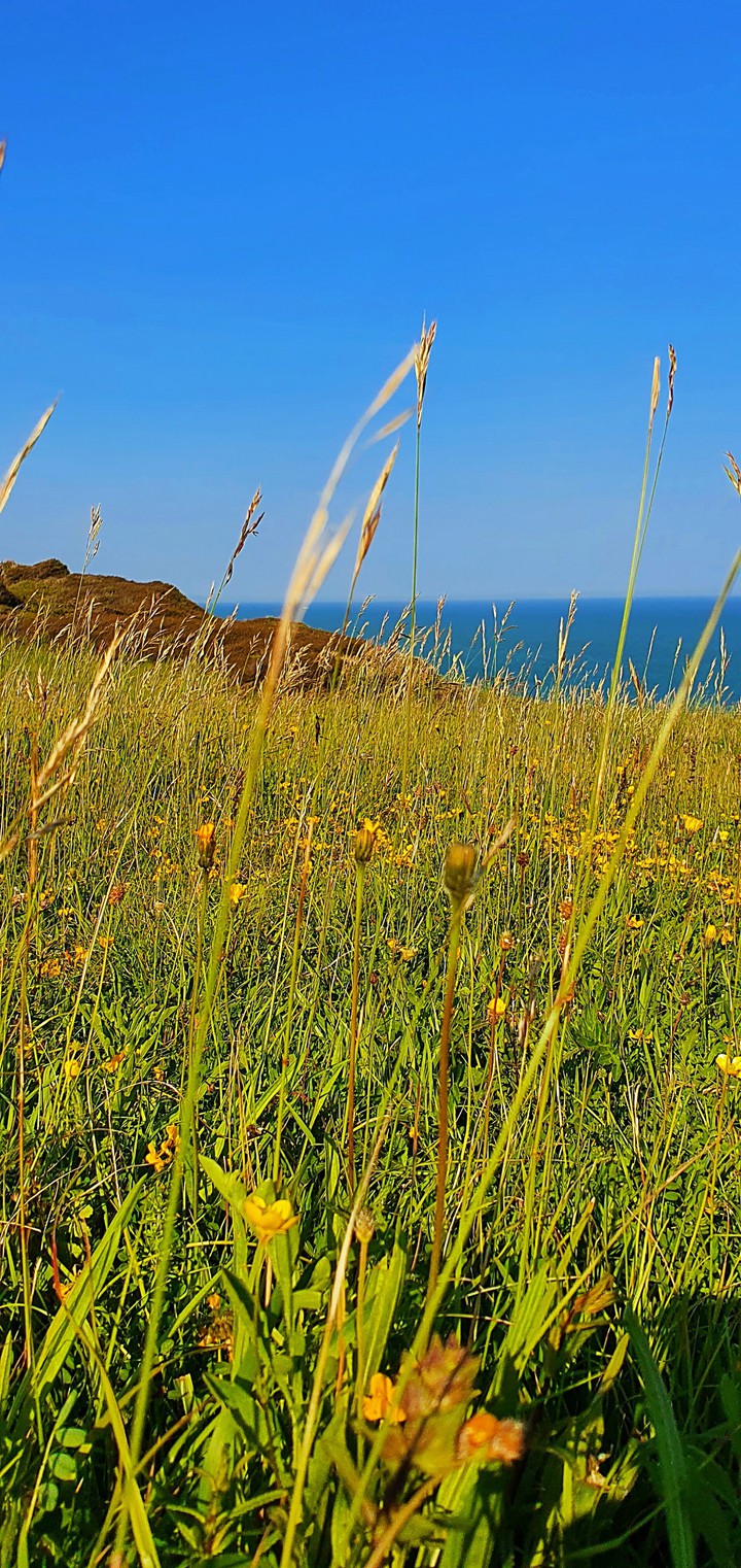 Meadow on the way to Beachy Head