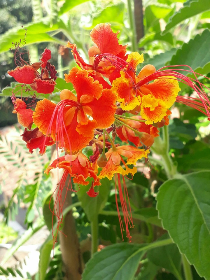 Flores Casuais