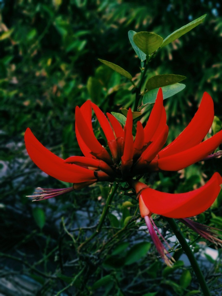 smile like flowers