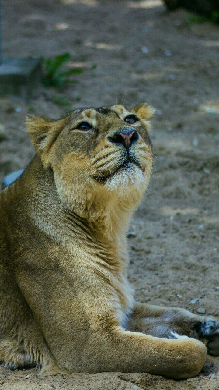 lion