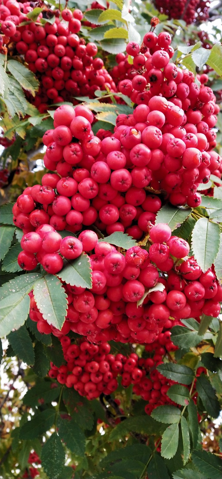 red berries