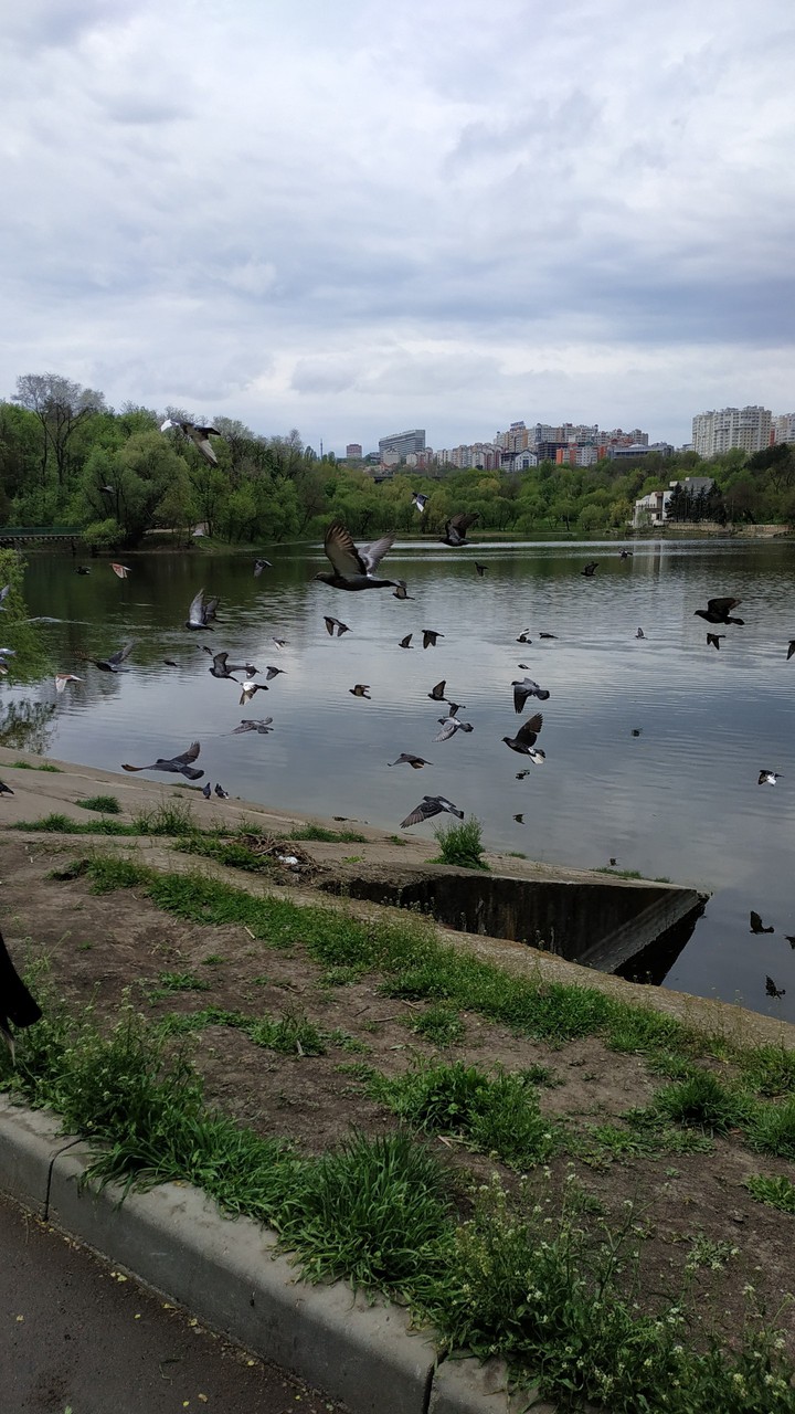 озеро в парке