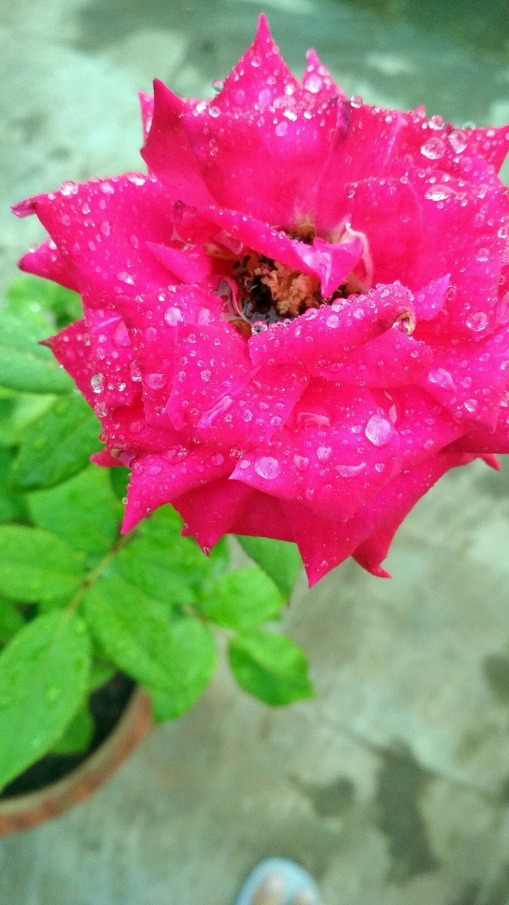 rain droplets on rose