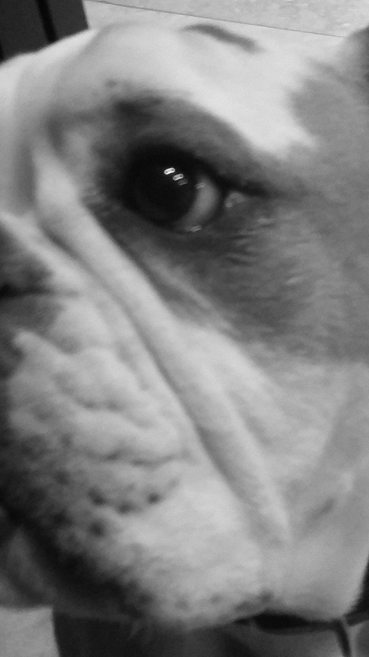Bulldog