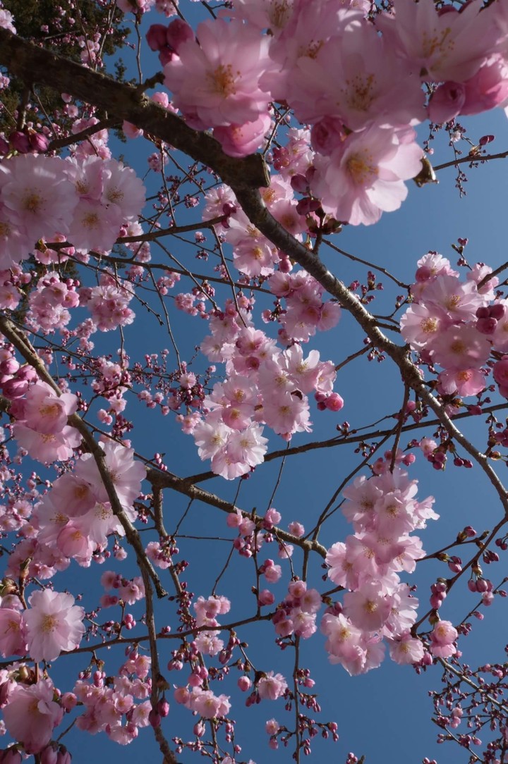 spring