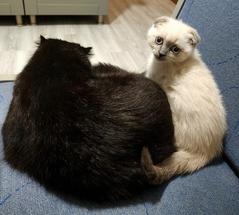 tapety felidae, carnivores