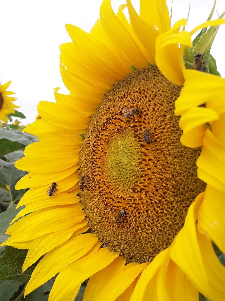 Subflower
