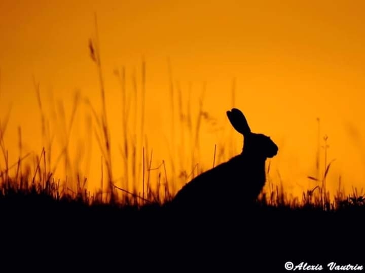 rabbit family