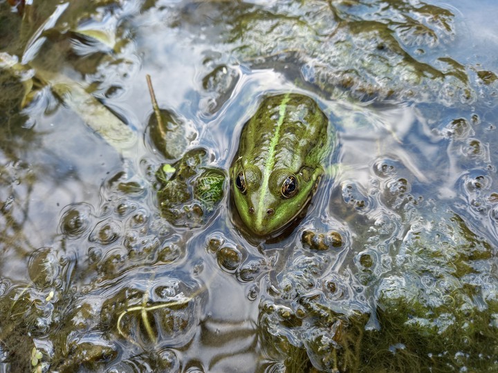 f